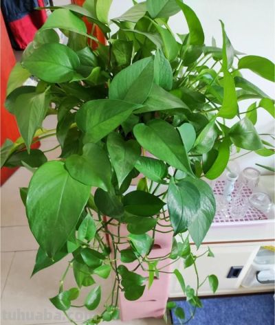 绿萝最喜欢“3种水”,不是淘米水,只需一点点,叶子绿的反光 - 今日头条 绿萝最喜欢“3种水”,不是淘米水,只需一点点,叶子绿的反光 - 图画吧TUHUABA