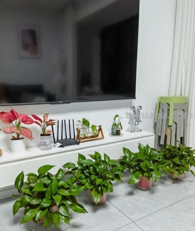 绿萝最喜欢“3种水”,不是淘米水,只需一点点,叶子绿的反光 - 今日头条 绿萝最喜欢“3种水”,不是淘米水,只需一点点,叶子绿的反光 - 图画吧TUHUABA