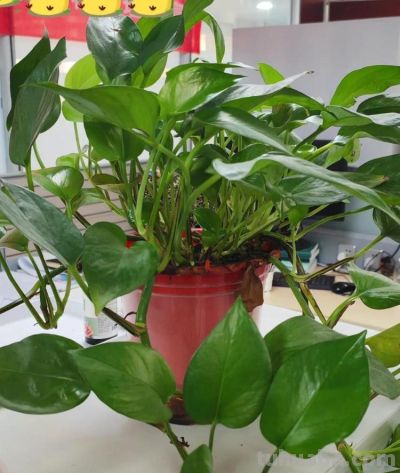 绿萝最喜欢“3种水”,不是淘米水,只需一点点,叶子绿的反光 - 今日头条 绿萝最喜欢“3种水”,不是淘米水,只需一点点,叶子绿的反光 - 图画吧TUHUABA