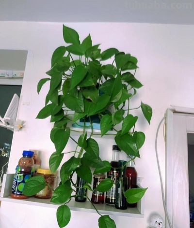 绿萝最喜欢“3种水”,不是淘米水,只需一点点,叶子绿的反光 - 今日头条 绿萝最喜欢“3种水”,不是淘米水,只需一点点,叶子绿的反光 - 图画吧TUHUABA