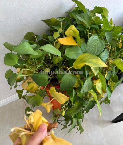 绿萝最喜欢“3种水”,不是淘米水,只需一点点,叶子绿的反光 - 今日头条 绿萝最喜欢“3种水”,不是淘米水,只需一点点,叶子绿的反光 - 图画吧TUHUABA