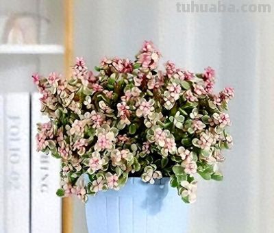 这7种“多肉”，便宜漂亮美翻天，长得快易上色，挤满“小花盆” - 图画吧TUHUABA