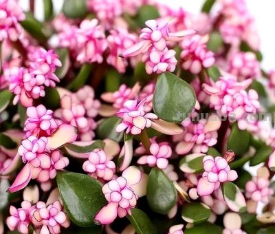 这7种“多肉”，便宜漂亮美翻天，长得快易上色，挤满“小花盆” - 图画吧TUHUABA