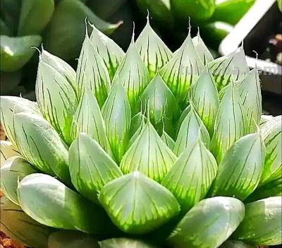 这7种“多肉”，便宜漂亮美翻天，长得快易上色，挤满“小花盆” - 图画吧TUHUABA