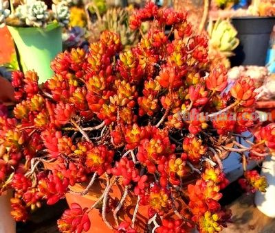 这7种“多肉”，便宜漂亮美翻天，长得快易上色，挤满“小花盆” - 图画吧TUHUABA