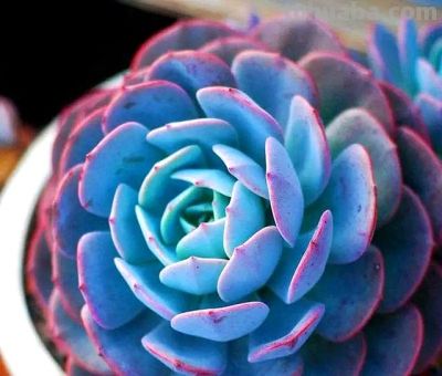 这7种“多肉”，便宜漂亮美翻天，长得快易上色，挤满“小花盆” - 图画吧TUHUABA