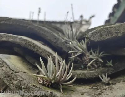 我国本土的多肉，“瓦松”，长在房顶上，零下10度冻不死！ - 图画吧TUHUABA