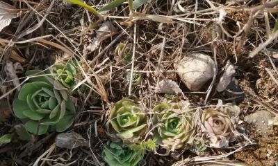 我国本土的多肉，“瓦松”，长在房顶上，零下10度冻不死！ - 图画吧TUHUABA