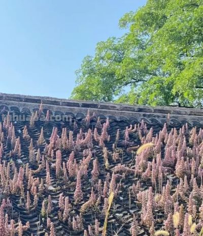 我国本土的多肉，“瓦松”，长在房顶上，零下10度冻不死！ - 图画吧TUHUABA