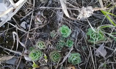 我国本土的多肉，“瓦松”，长在房顶上，零下10度冻不死！ - 图画吧TUHUABA