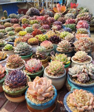 养几盆多肉，发现细微处的美 - 今日头条