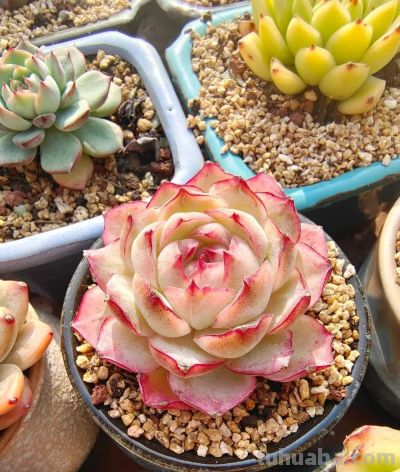 养几盆多肉，发现细微处的美 - 图画吧TUHUABA