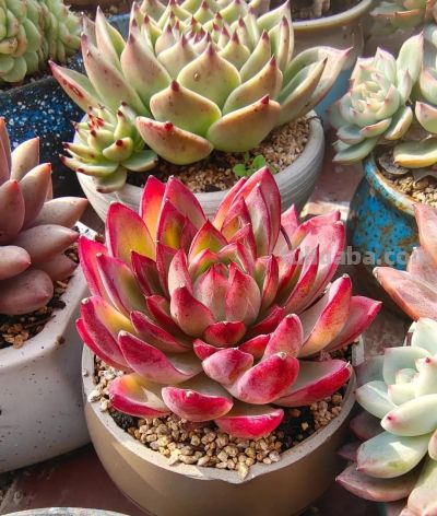 养几盆多肉，发现细微处的美 - 图画吧TUHUABA