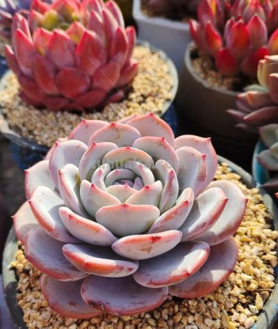 养几盆多肉，发现细微处的美 - 图画吧TUHUABA