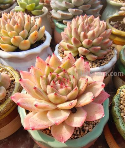 养几盆多肉，发现细微处的美 - 图画吧TUHUABA