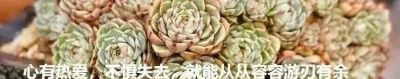 养几盆多肉，发现细微处的美 - 图画吧TUHUABA