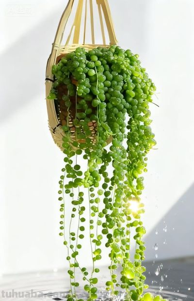 10种“寓意超好”的多肉，招财旺桃花园艺新手必入！ - 图画吧TUHUABA