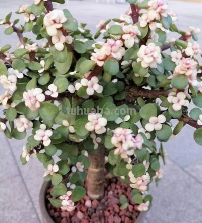 “养不死”的4种多肉，不用管它，照旧越养越大 - 图画吧TUHUABA