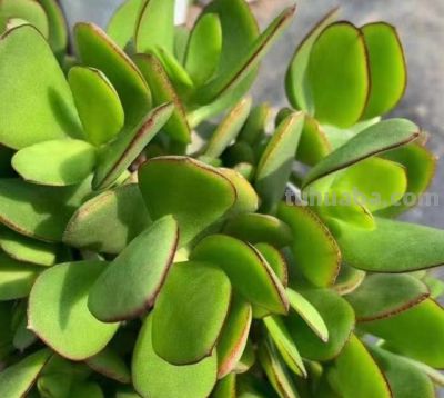 “养不死”的4种多肉，不用管它，照旧越养越大 - 图画吧TUHUABA