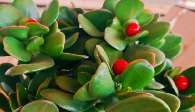 “养不死”的4种多肉，不用管它，照旧越养越大 - 图画吧TUHUABA