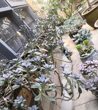 男子晒“10多年没人管的多肉”，纯纯靠天养，网友：徒了，也好看 - 今日头条