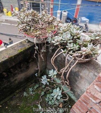 男子晒“10多年没人管的多肉”，纯纯靠天养，网友：徒了，也好看 - 图画吧TUHUABA