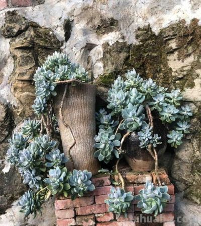 男子晒“10多年没人管的多肉”，纯纯靠天养，网友：徒了，也好看 - 图画吧TUHUABA