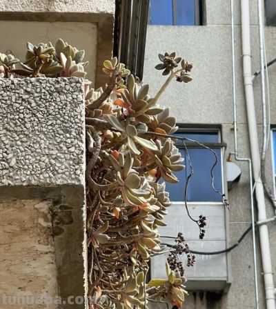 男子晒“10多年没人管的多肉”，纯纯靠天养，网友：徒了，也好看 - 图画吧TUHUABA