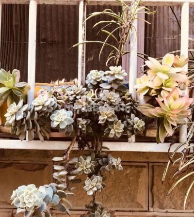 男子晒“10多年没人管的多肉”，纯纯靠天养，网友：徒了，也好看 - 图画吧TUHUABA