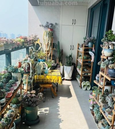 男子晒“10多年没人管的多肉”，纯纯靠天养，网友：徒了，也好看 - 图画吧TUHUABA