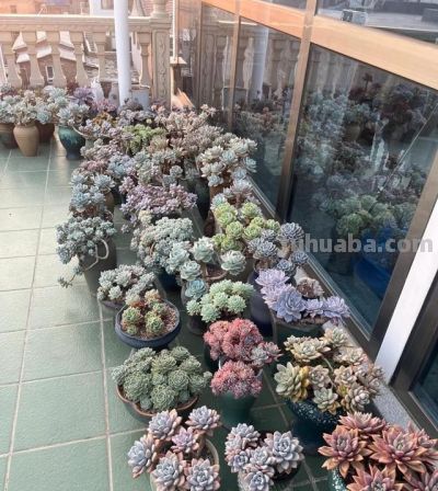 男子晒“10多年没人管的多肉”，纯纯靠天养，网友：徒了，也好看 - 图画吧TUHUABA