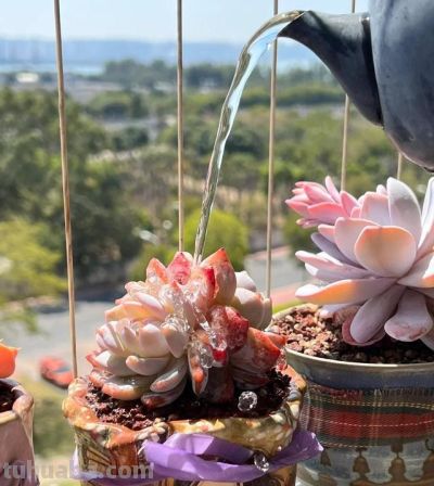 男子晒“10多年没人管的多肉”，纯纯靠天养，网友：徒了，也好看 - 图画吧TUHUABA