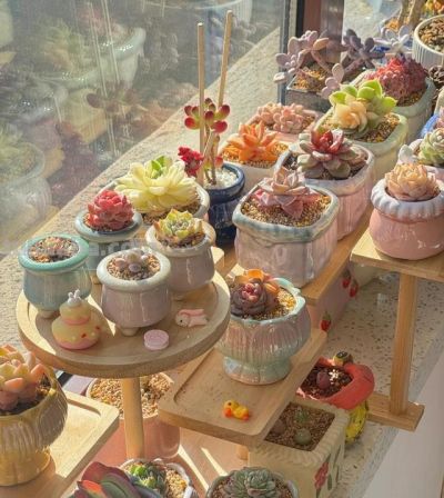 男子晒“10多年没人管的多肉”，纯纯靠天养，网友：徒了，也好看 - 图画吧TUHUABA