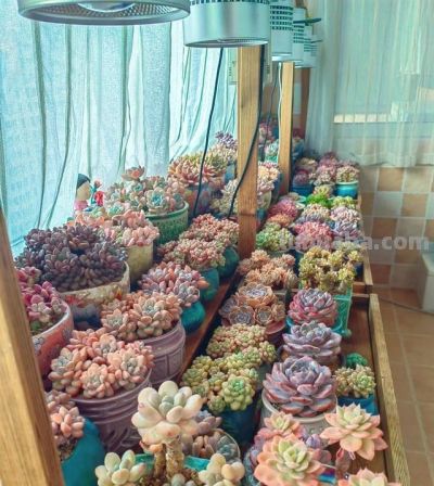 男子晒“10多年没人管的多肉”，纯纯靠天养，网友：徒了，也好看 - 图画吧TUHUABA