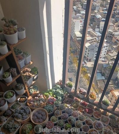 男子晒“10多年没人管的多肉”，纯纯靠天养，网友：徒了，也好看 - 图画吧TUHUABA