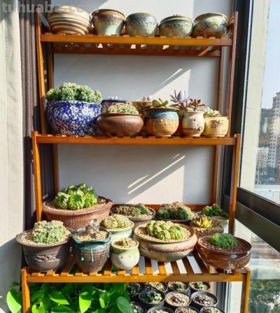 男子晒“10多年没人管的多肉”，纯纯靠天养，网友：徒了，也好看 - 图画吧TUHUABA