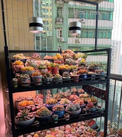 男子晒“10多年没人管的多肉”，纯纯靠天养，网友：徒了，也好看 - 图画吧TUHUABA