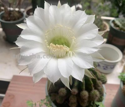 开花很漂亮的多肉，赏花赏叶子，养一盆可真值 - 今日头条