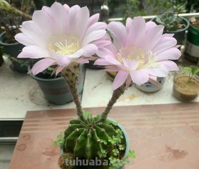 开花很漂亮的多肉，赏花赏叶子，养一盆可真值 - 图画吧TUHUABA