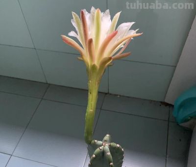 开花很漂亮的多肉，赏花赏叶子，养一盆可真值 - 图画吧TUHUABA