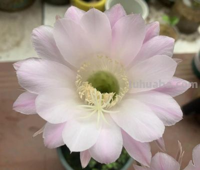 开花很漂亮的多肉，赏花赏叶子，养一盆可真值 - 图画吧TUHUABA