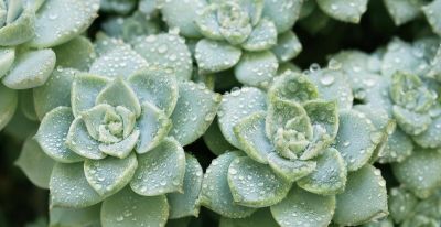 大热天里养多肉，不注意下面几点，容易死翘翘 - 今日头条