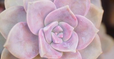 大热天里养多肉，不注意下面几点，容易死翘翘 - 图画吧TUHUABA