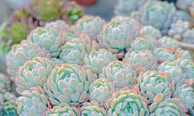 大热天里养多肉，不注意下面几点，容易死翘翘 - 图画吧TUHUABA