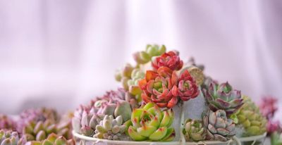 大热天里养多肉，不注意下面几点，容易死翘翘 - 图画吧TUHUABA