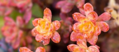 大热天里养多肉，不注意下面几点，容易死翘翘 - 图画吧TUHUABA