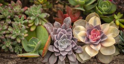 大热天里养多肉，不注意下面几点，容易死翘翘 - 图画吧TUHUABA