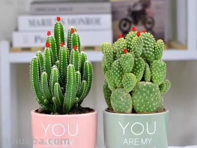 新手必养盆栽仙人掌十大避坑指南，养花朋友必看！ - 图画吧TUHUABA