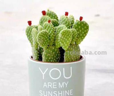 新手必养盆栽仙人掌十大避坑指南，养花朋友必看！ - 图画吧TUHUABA