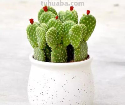 新手必养盆栽仙人掌十大避坑指南，养花朋友必看！ - 图画吧TUHUABA